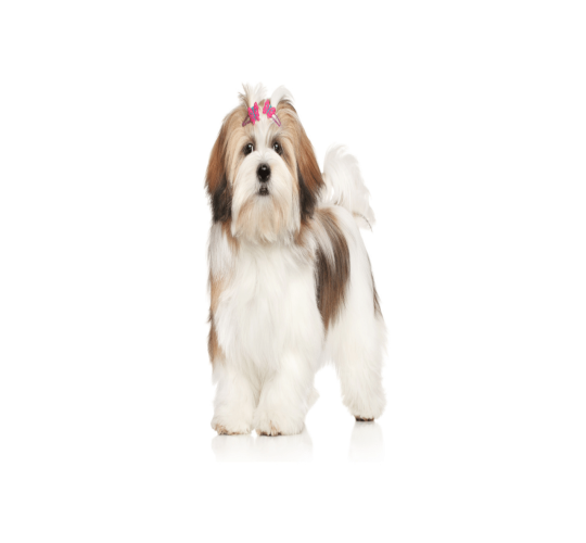 Lhasa Apso