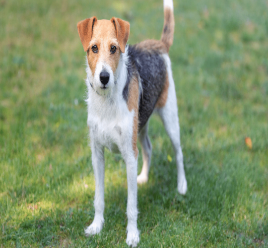 Parson Russell Terrier