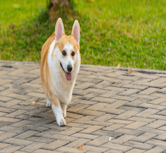 Pembroke Welsh Corgi