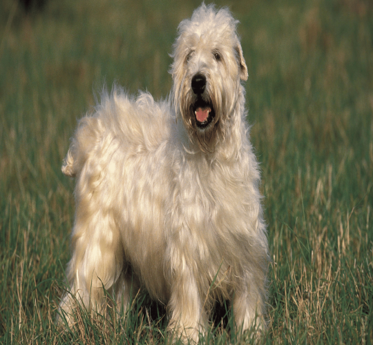 Soft Coated Wheaten Terrier