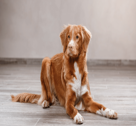 Nova Scotia Duck Tolling Retriever
