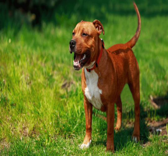 Staffordshire Bull Terrier