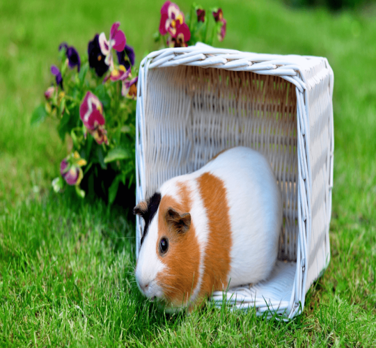 Guinea Pig