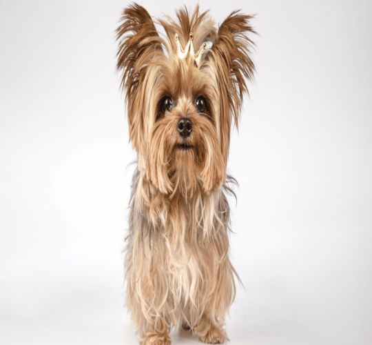 Yorkshire Terrier