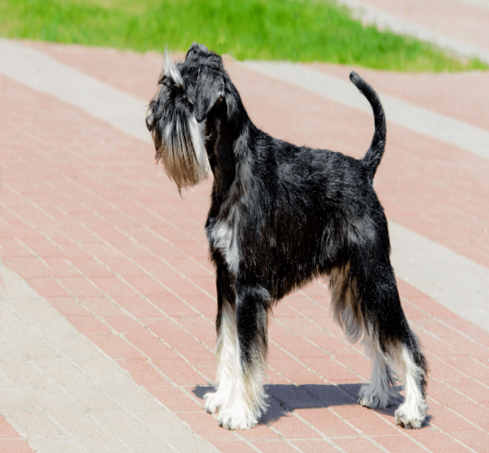 Miniature Schnauzer