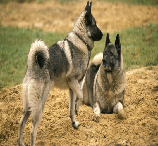 Norwegian Elkhound