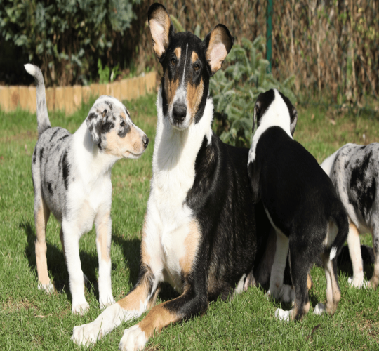 Smooth Collie
