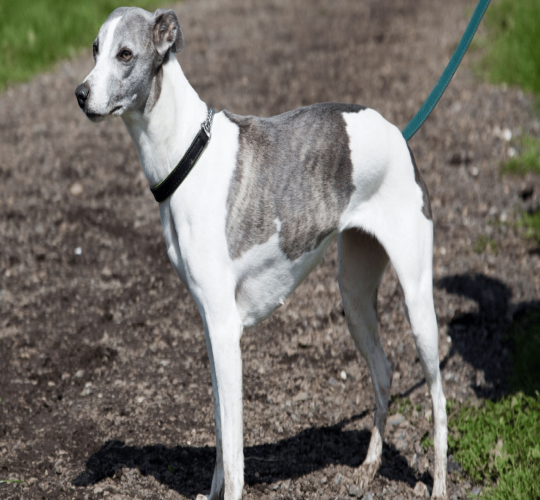 Whippet