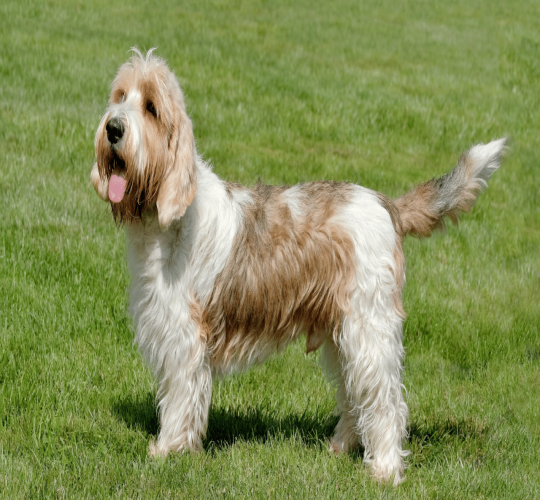 Petit Basset Griffon Vendeen