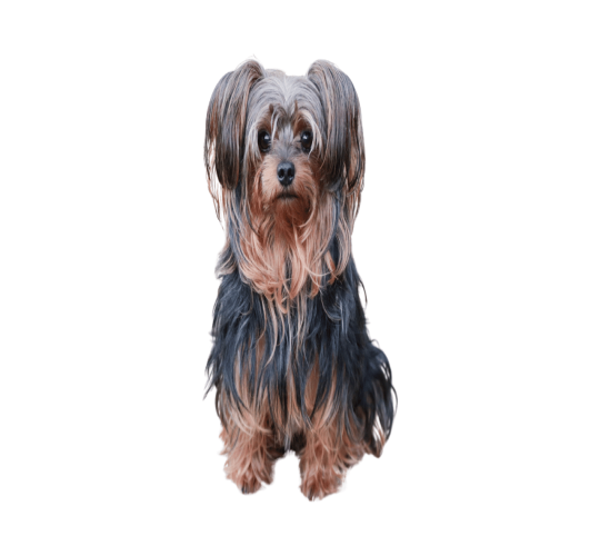 Yorkiepoo