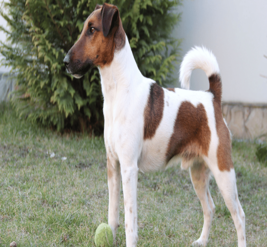 Smooth Fox Terrier
