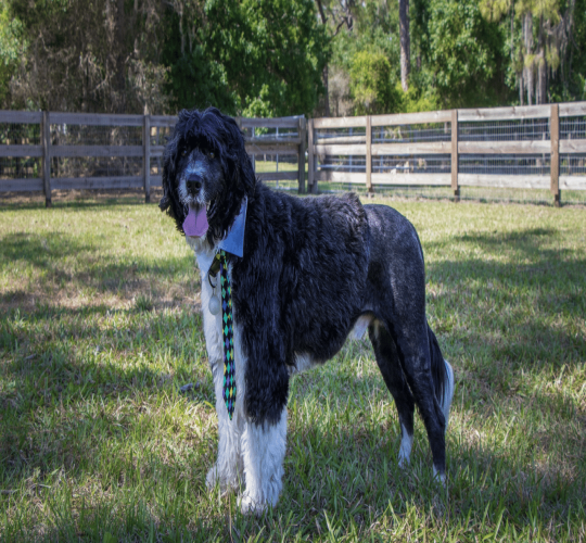 Portuguese Water Dog