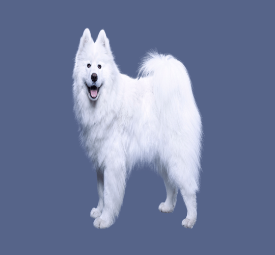 Samoyed