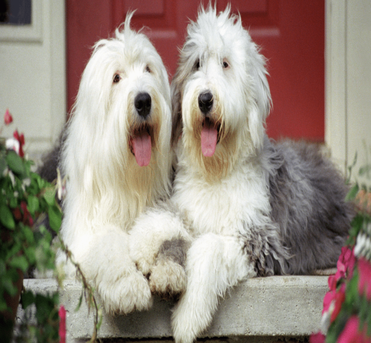 Old English Sheepdog