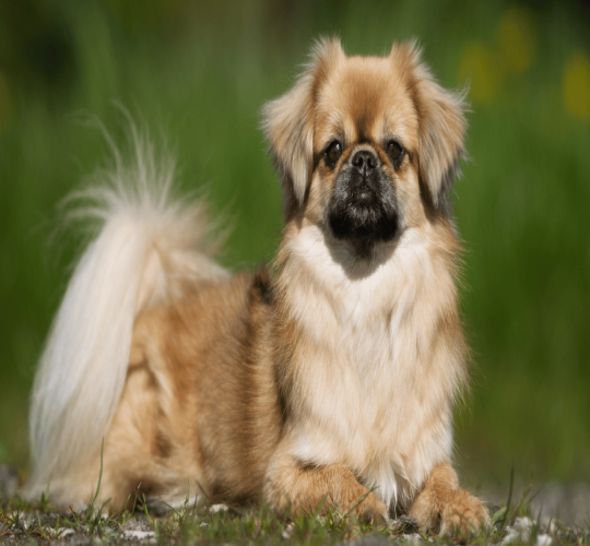 Tibetan Spaniel