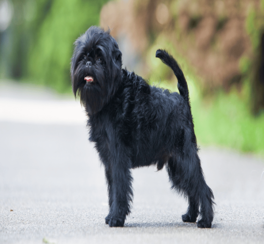 Affenpinscher
