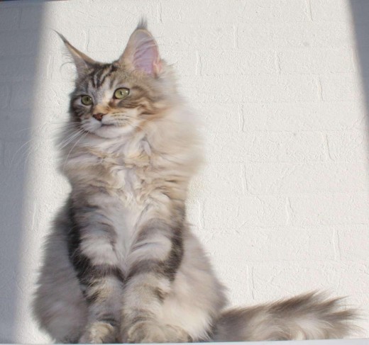 Maine Coon kittens for sale