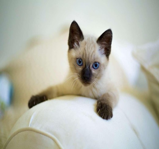 Siamese kittens for sale