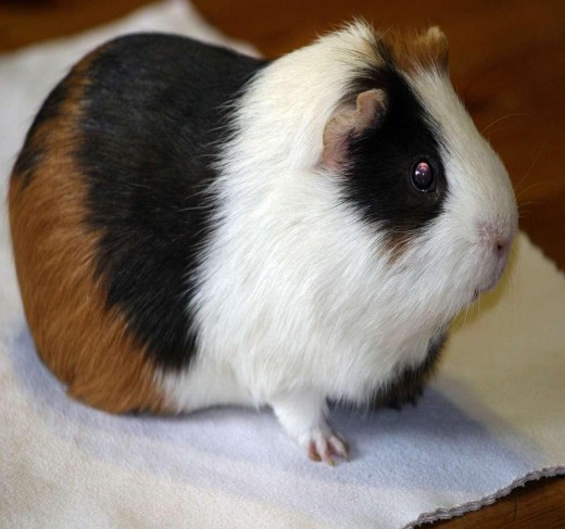 Guinea Pigs for sale