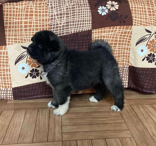 Akita Puppies For Sale