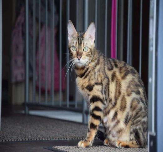Bengal Kittens For Sale