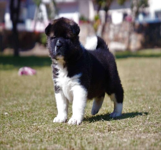 Akita Puppies For Sale